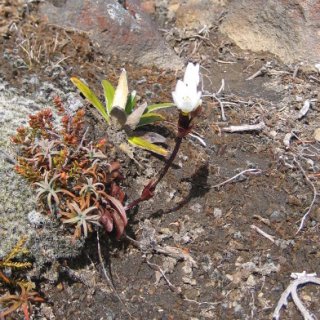 nz2017-2-383