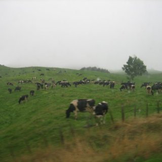 nz2017-2-421