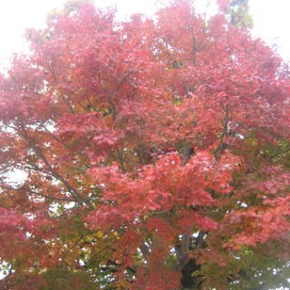 2017.11.19-45