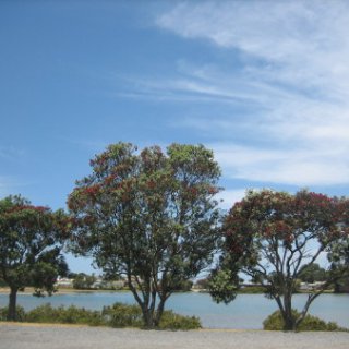 nz2018-008