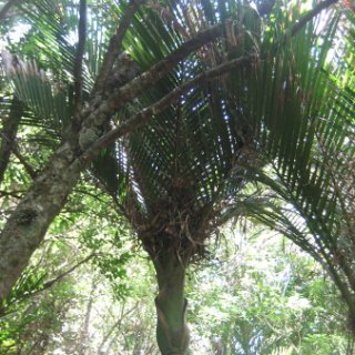 nz2018-019
