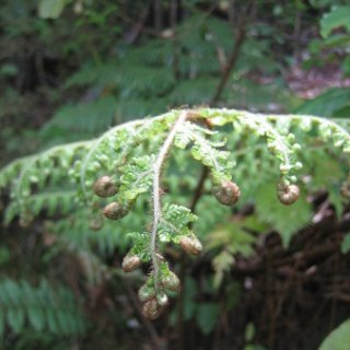 nz2018-023