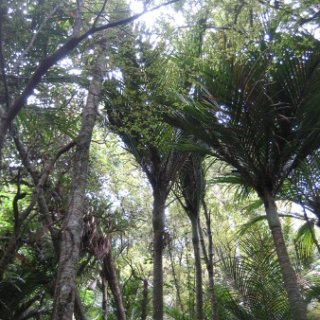 nz2018-036