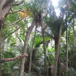 nz2018-046