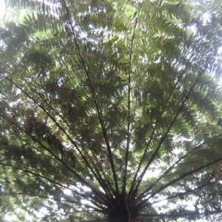 nz2018-040