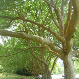 nz2018-075