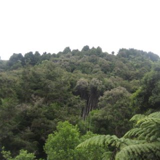 puketi-2018-nz-04