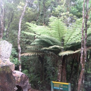 puketi-2018-nz-13