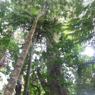 puketi-2018-nz-20