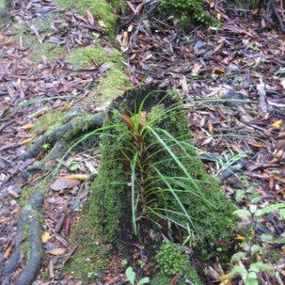 puketi-2018-nz-35