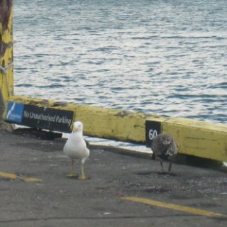 2018-NZ-travel-146
