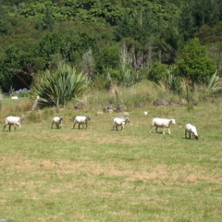 2018-NZ-travel-334
