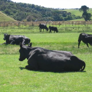 2018-NZ-travel-419