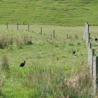 2018-NZ-travel-428