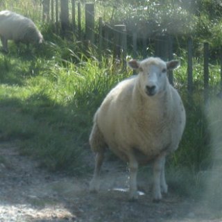 2018-NZ-travel-472