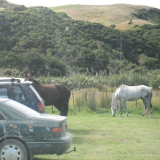 2018-NZ-travel-479
