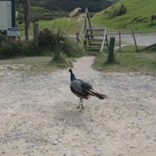 2018-NZ-travel-482