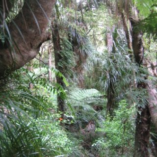 2018-NZ-travel-652