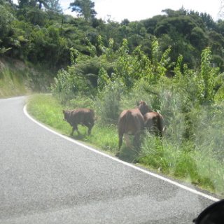 2018-NZ-travel-1163
