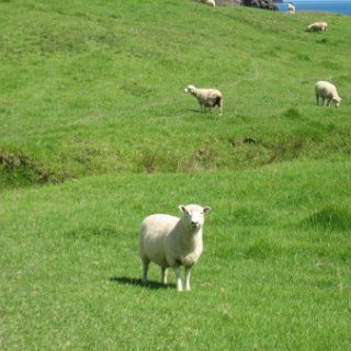 2018-NZ-travel-1297