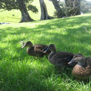 2018-NZ-travel-1314