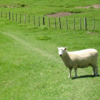 2018-NZ-travel-1322