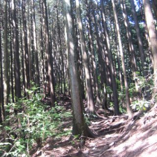 jimba-takao-2018-24