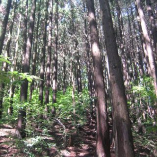 jimba-takao-2018-27