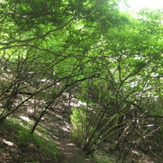 jimba-takao-2018-36