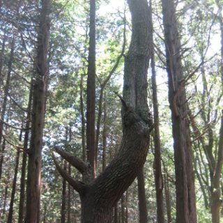 jimba-takao-2018-61