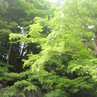 jimba-takao-2018-127