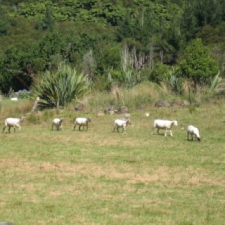 Te-Waikoropupu-Springs-Private-Power-Station-05