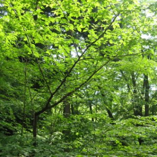 2013-hurusato-08